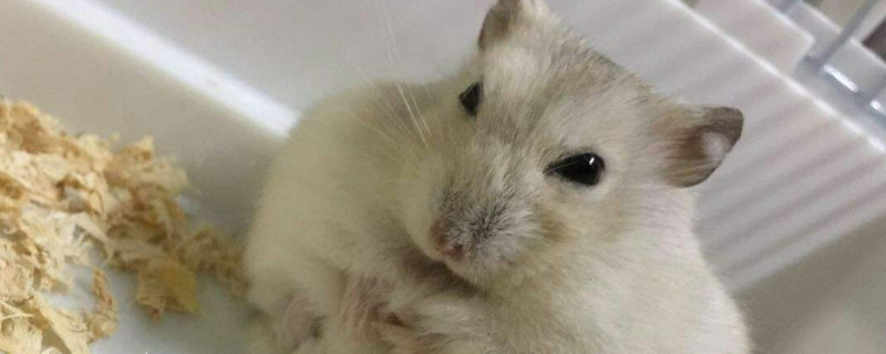 仓鼠眼睛红肿