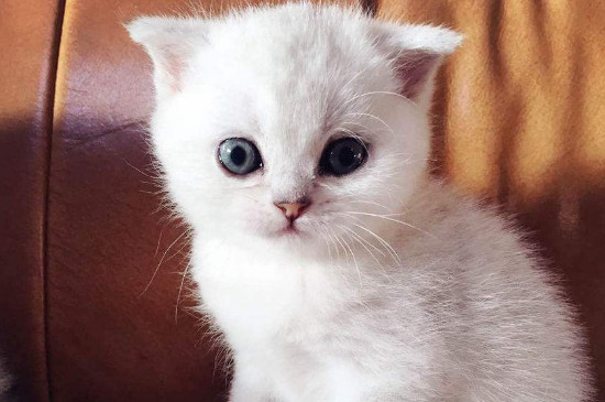 银点猫眼睛变色过程