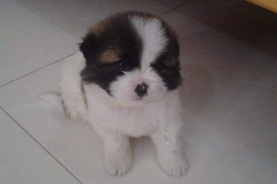 蝴蝶犬吃什么东西