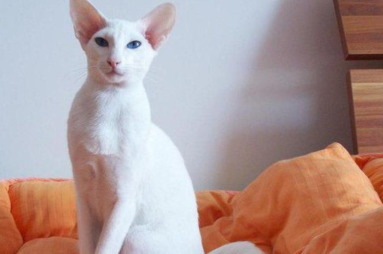 东方猫是田园猫吗