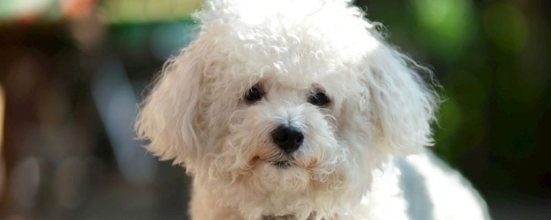 比熊犬一天喂几次