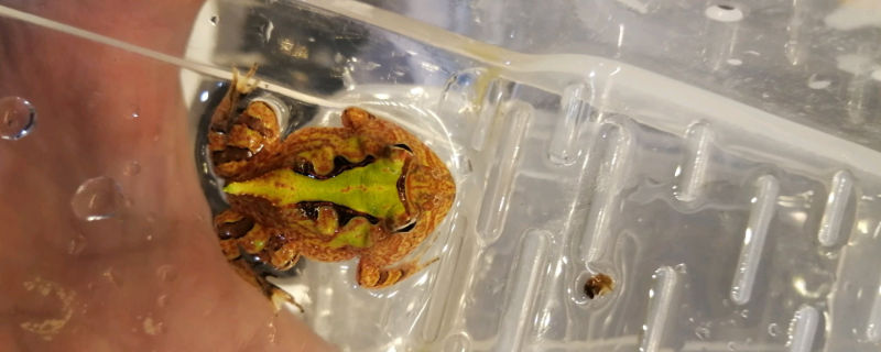 角蛙红腿病症状