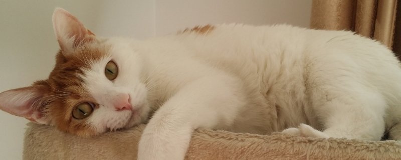 猫身上的寄生虫会传染给人吗