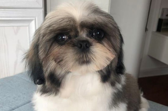 西施犬恨主人的表现