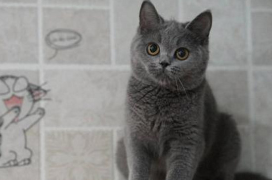 蓝猫养多久认识主人