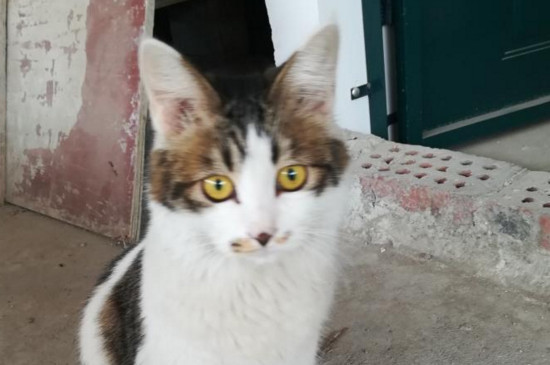 猫挨打后示好的表现