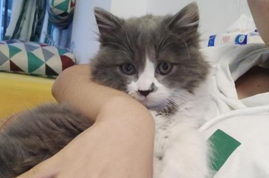 旧猫打新猫怎么解决