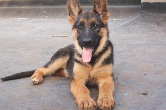 德国牧羊犬适合家养吗