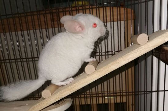 龙猫死了怎么处理