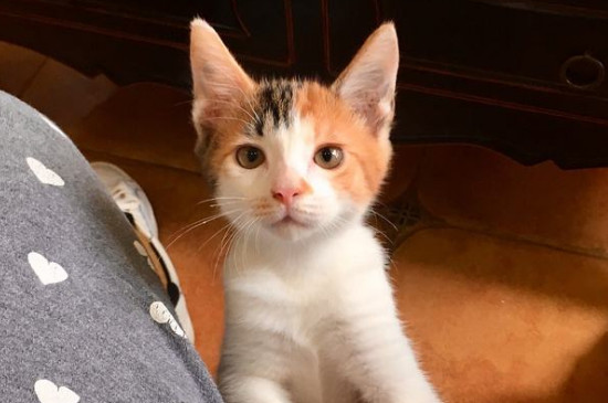 家养三花猫注意事项