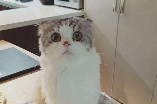 折耳猫软骨病症状