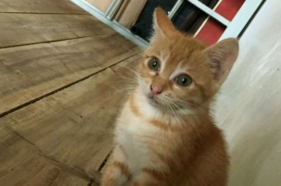 猫咪认定主人的表现