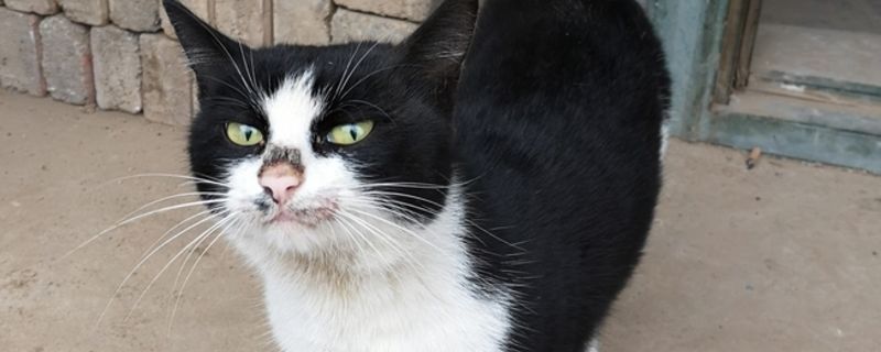 猫在猫砂盆边缘拉屎
