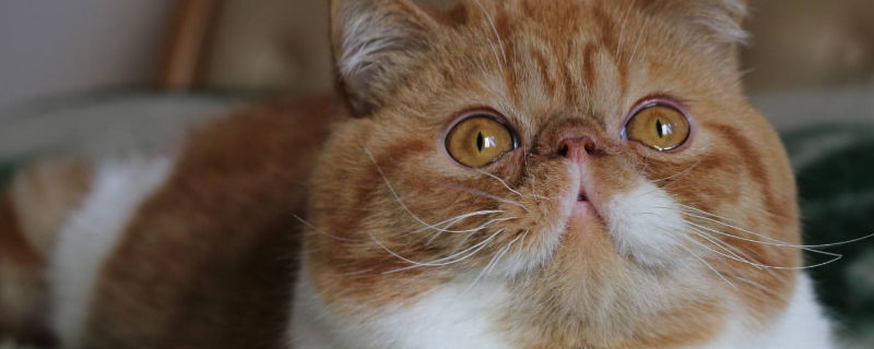 加菲猫口臭怎么办