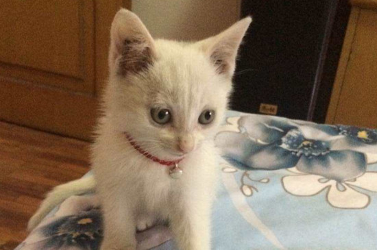 猫咪后腿拖着走路