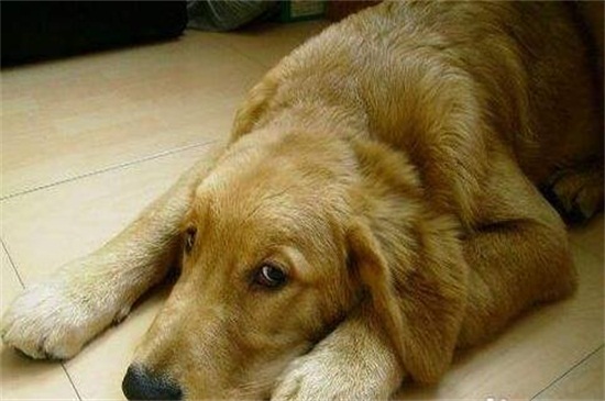 狗狗发烧症状，鼻子发干体温升高还会食欲减退