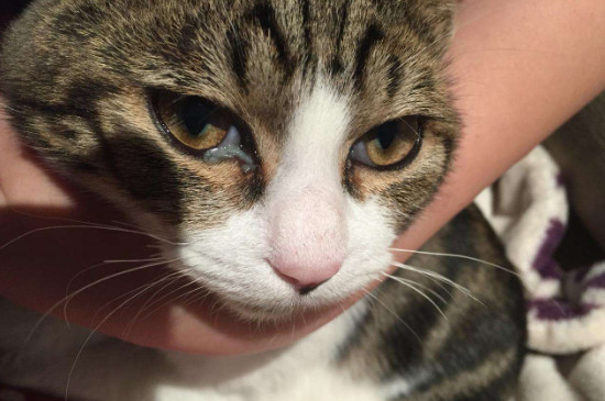 猫精神不好