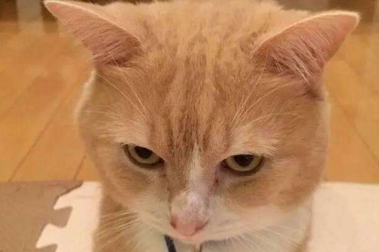 橘猫性格太凶了怎么办