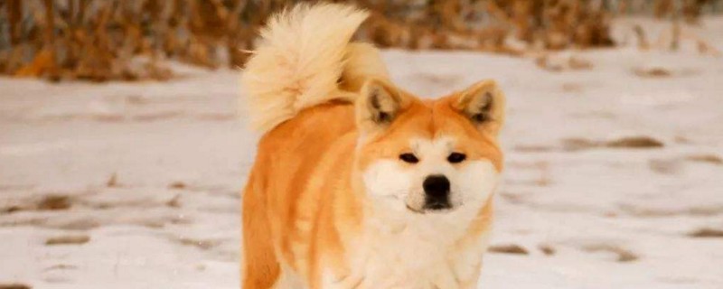 秋田犬几个月开始补钙