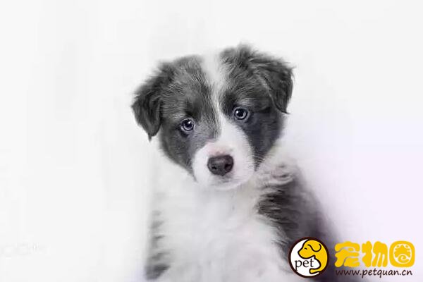 边境牧羊犬是最聪明的狗，学习能力强却喜欢自作聪明
