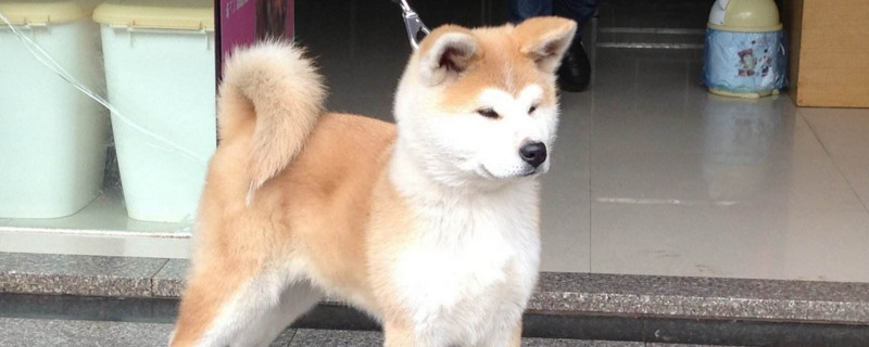柴犬和小黄土狗的区别