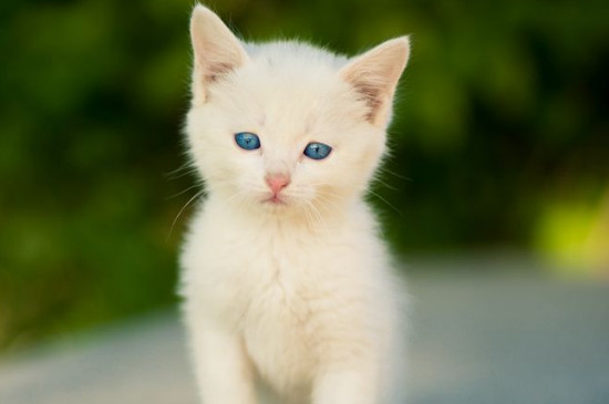 猫的眼睛有白色的黏膜
