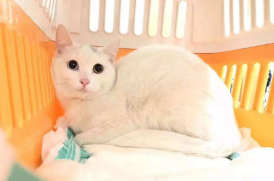寝室养猫注意事项