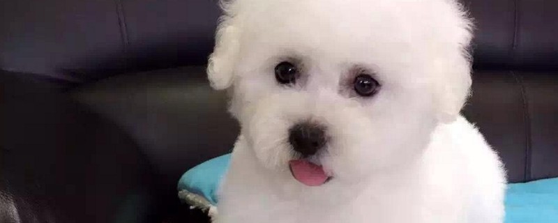 比熊犬什么时候打疫苗