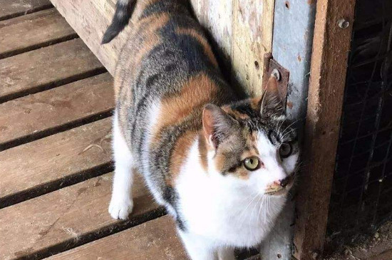 野猫能养吗
