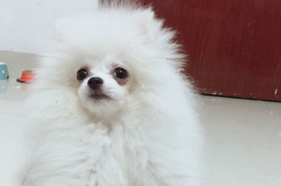 狗狗能不能喝银耳汤