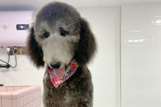贵宾犬掉毛吗