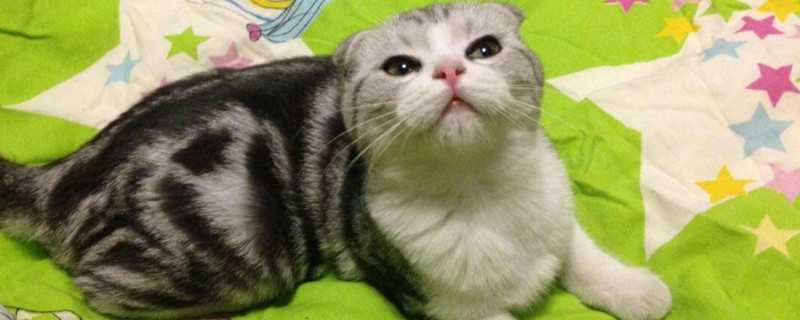 小猫一直呕吐不吃