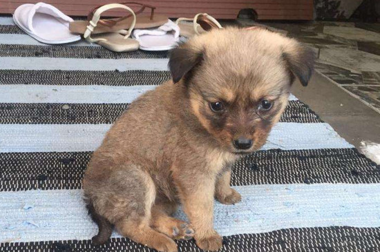 一个月幼犬喂养方法，4个饲养幼犬的基础知识