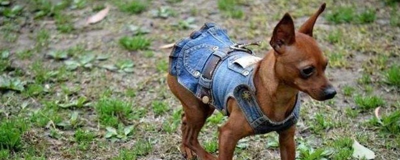 小鹿犬的优点