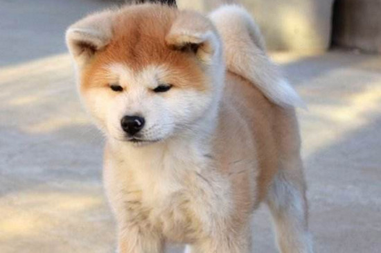 秋田幼犬几个月退胎毛