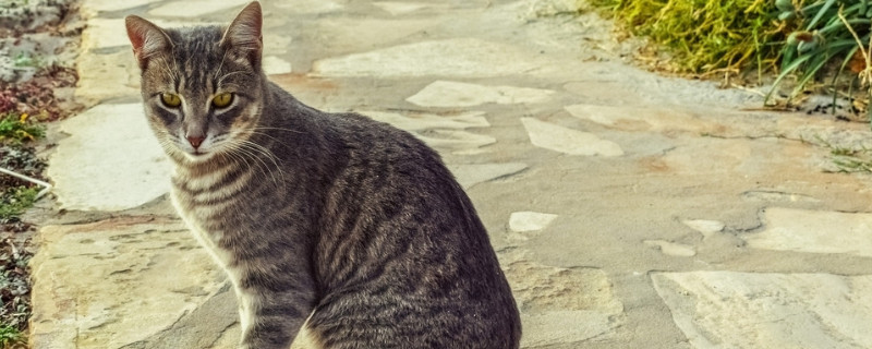 家里死猫禁忌