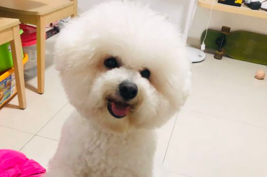 比熊母狗什么时候发情