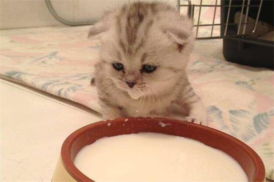 母猫没奶水的表现，猫没有奶水怎么办