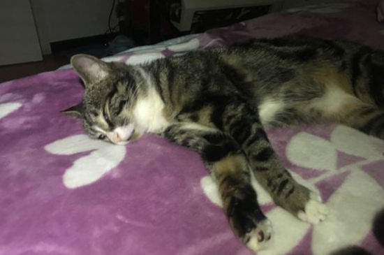 猫一到晚上就上蹿下跳