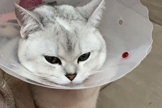 猫食欲不振消瘦嗜睡怎么治疗，总睡觉不吃喝可能有肠胃炎