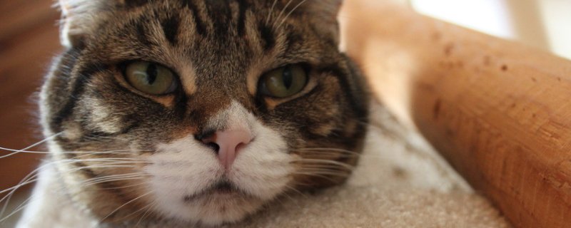 猫咪耳朵热