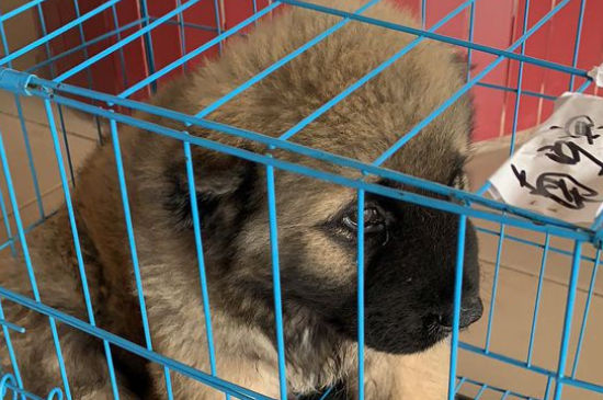 高加索犬认主人的表现