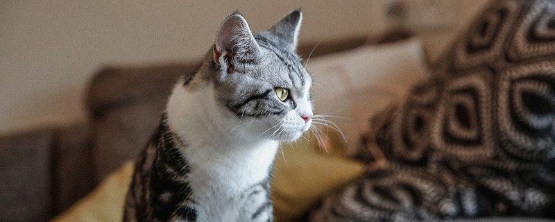 猫猫打呼噜是什么意思