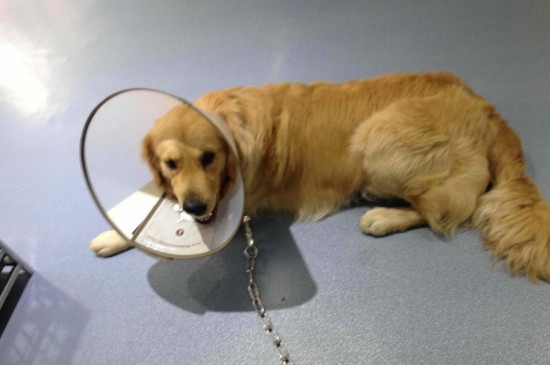 狗狗绝育后几天恢复