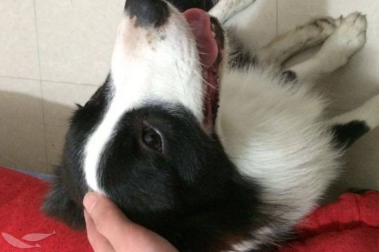 边境牧羊犬掉毛怎么办