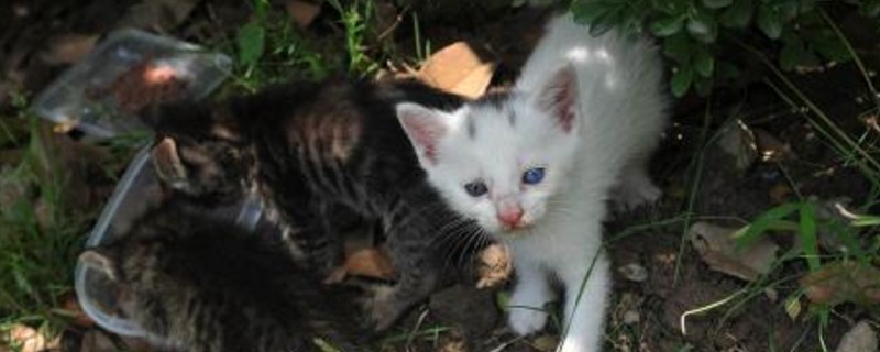 野猫生的小猫能养吗
