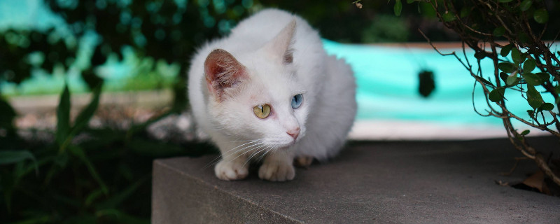 猫打完狂犬疫苗鼓包