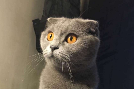 英短蓝猫多少钱一只，单血统一两千双血统价格能上万