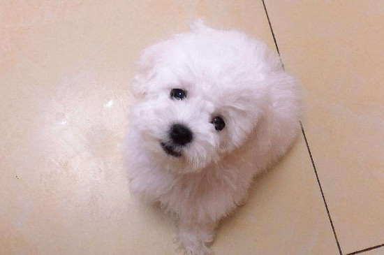 狗狗不爱吃狗粮