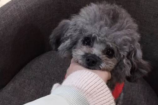茶杯狗怎么养